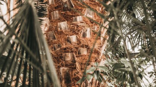 Palm, Tree, Trunk Wallpapers Download For Your Desktop