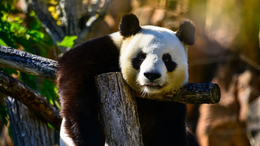 Panda, Glance, Animal Wallpapers Download For Your Desktop