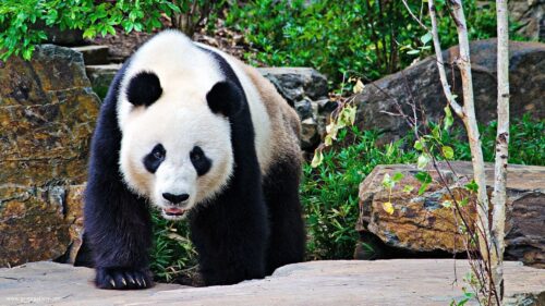 Panda, Stones, Branches, Walk, Large Wallpapers Download For Your Desktop