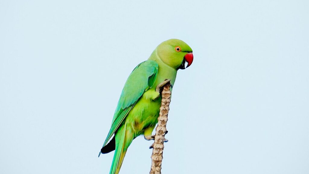 Parrot, Bird, Bright HD Wallpapers Free Download
