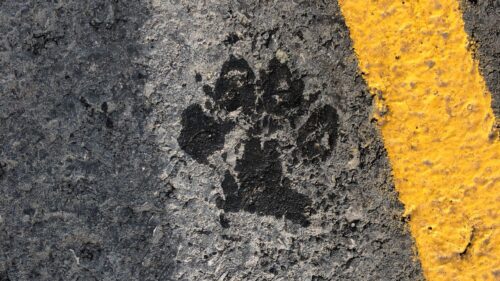 Paw, Footprint, Asphalt HD Wallpapers Free Download