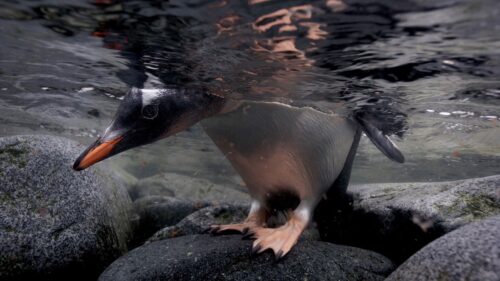 Penguin, Rocks, Water, Head HD Wallpapers Free Download