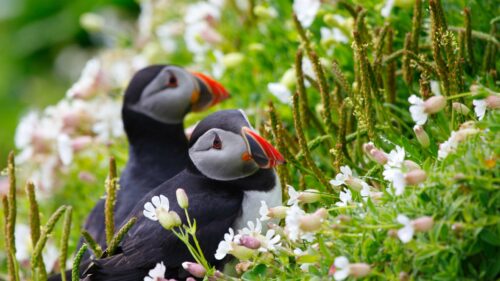 Puffin, Couple, Flowers, Dew HD Wallpapers Free Download