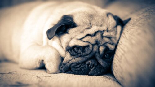 Pug Lie, Down, Sleep, Muzzle HD Wallpapers Free Download