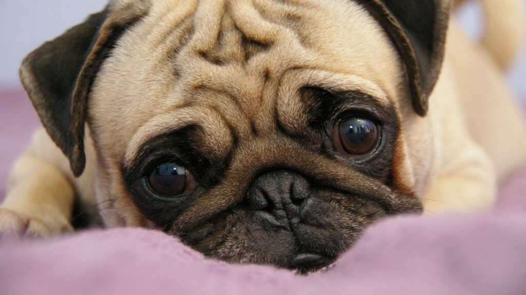 Pug, Puppy, Snout, Eyes, Lie HD Wallpapers Free Download