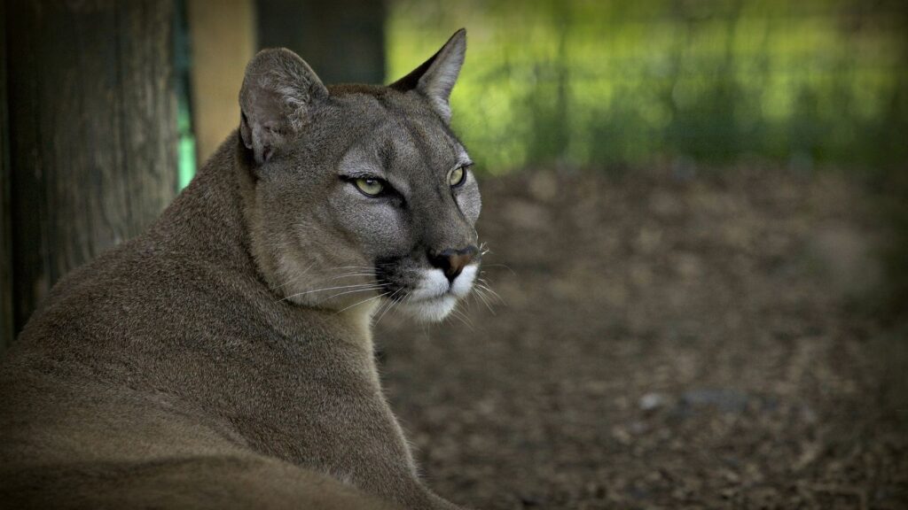 Puma, Cougar, Wolf, Mountain, Lion HD Wallpapers Free Download
