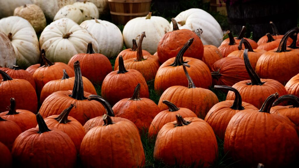 Pumpkin, Autumn, Harvest HD Wallpapers Free Download