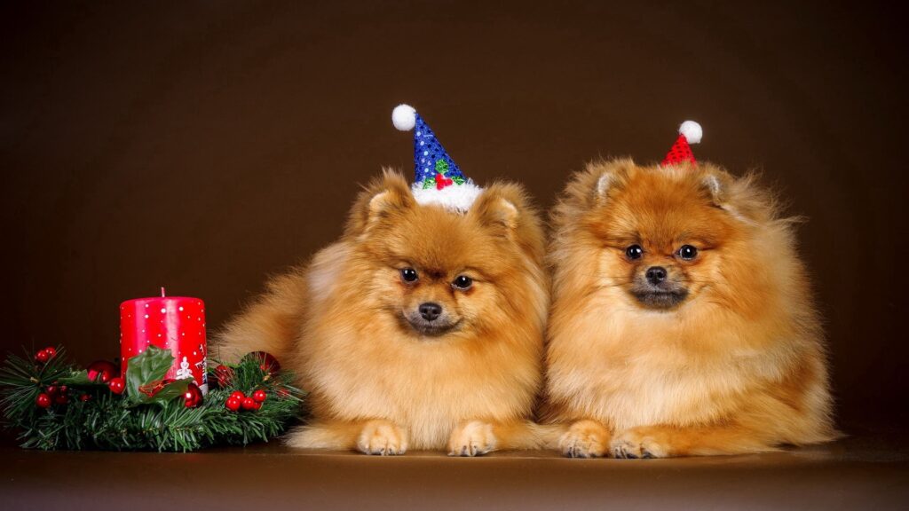 Puppies, Couple, New Year HD Wallpapers Free Download