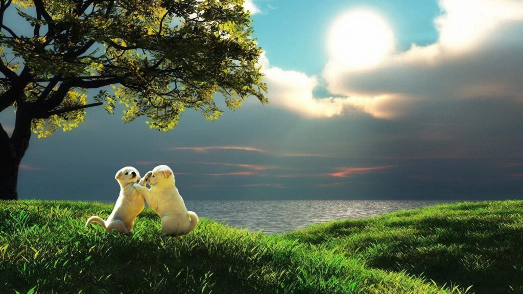 Puppy, Couple, Sunset, Nature, Play HD Wallpapers Free Download