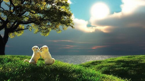 Puppy, Couple, Sunset, Nature, Play HD Wallpapers Free Download