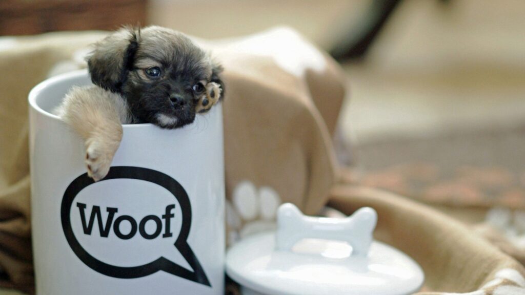 Puppy Cup, Small, Playful HD Wallpapers Free Download