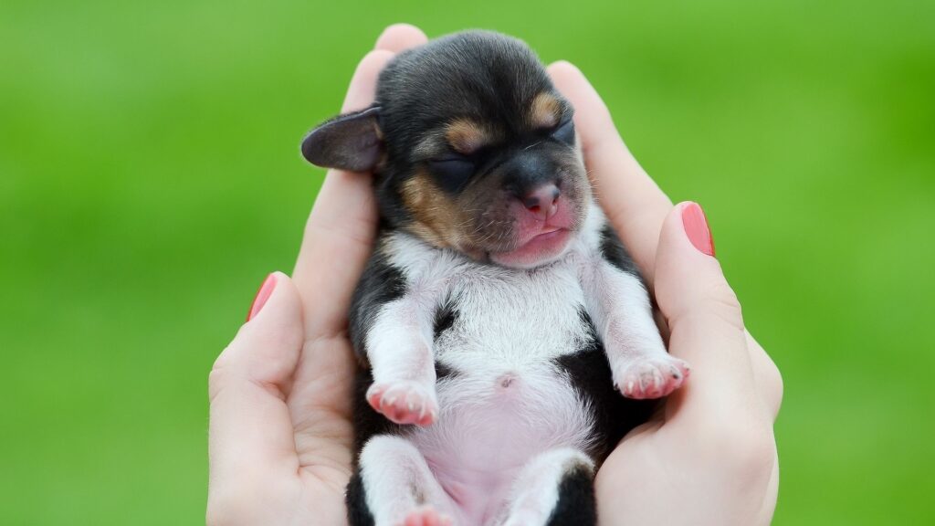 Puppy Dog, Arms, Hands, Kid HD Wallpapers Free Download