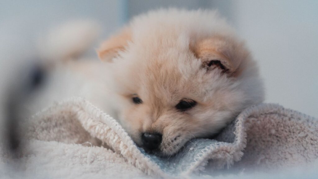 Puppy, Dog, Cute HD Wallpapers Free Download