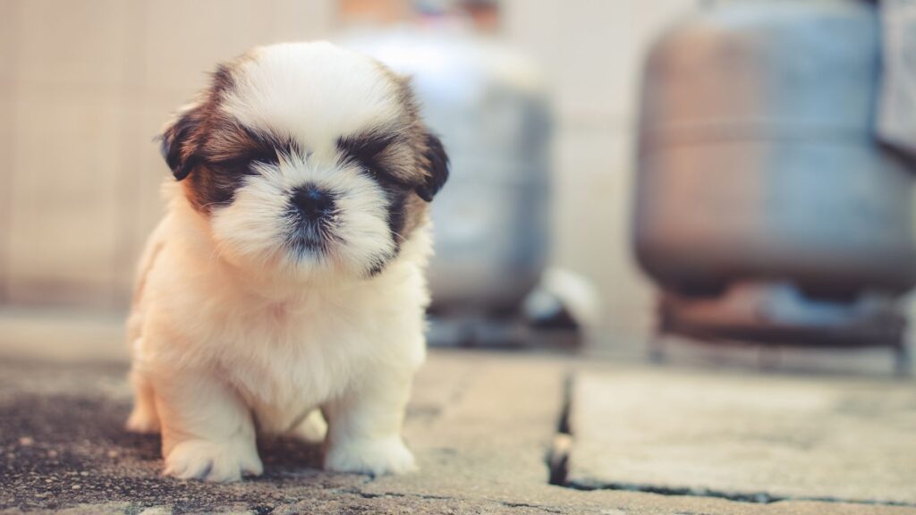 Puppy Dog, Cute HD Wallpapers Free Download
