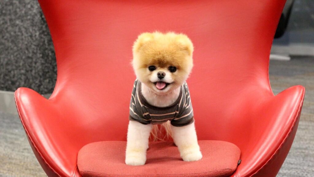 Puppy, Dog, Face, Sit HD Wallpapers Free Download