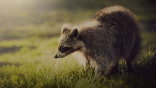 Raccoon, Animal, Shadow, Interest HD Wallpapers Free Download