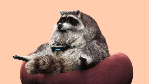 Raccoon, Joystick, Gamepad HD Wallpapers Free Download