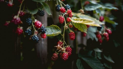 Raspberries, Berries, Branches HD Wallpapers Free Download