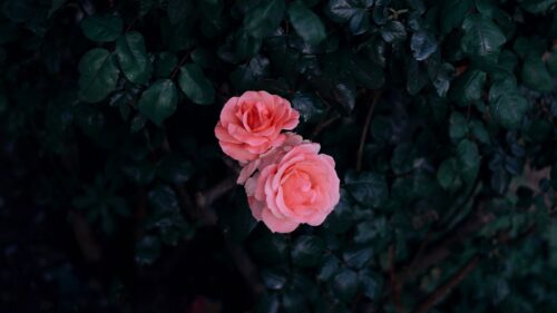 Rose, Buds, Pink Wallpapers Free Download