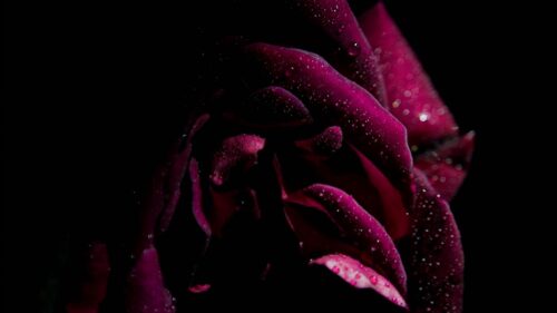 Rose, Drops, Petals Wallpapers Free Download