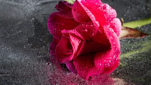 Rose, Drops, Pink Wallpapers Free Download