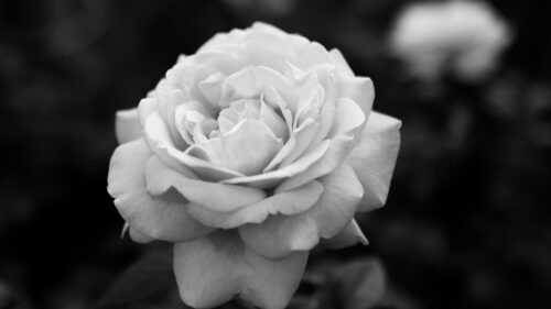 Rose, Flower, White Wallpapers Free Download