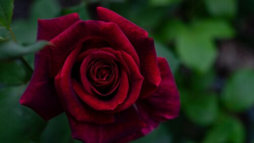 Rose, Petals, Red Wallpapers Free Download