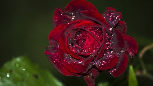 Rose, Red, Drops Wallpapers Free Download