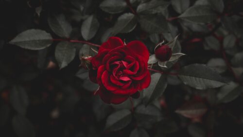 Rose, Red, Flower Wallpapers Free Download (2)