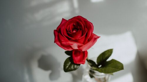 Rose, Red, Flower Wallpapers Free Download