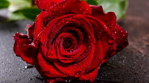 Rose, Red, Wet Wallpapers Free Download
