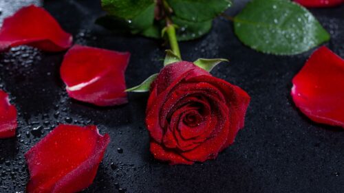 Rose, Wet, Petals Wallpapers Free Download