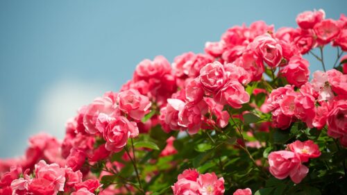 Roses, Shrub, Sky Wallpapers Free Download
