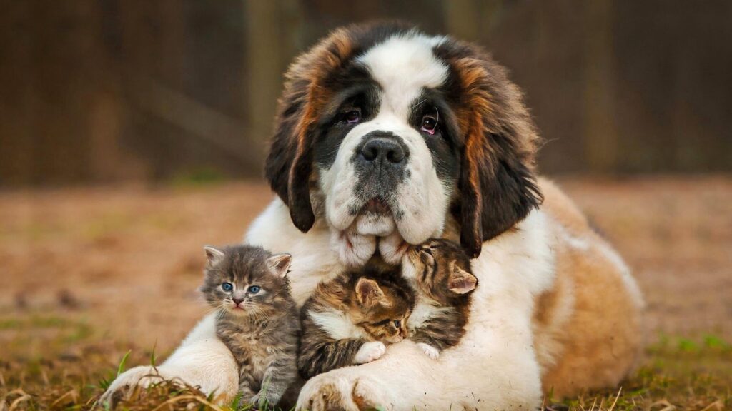 Saint, Bernard, Dog Wallpapers Free Download
