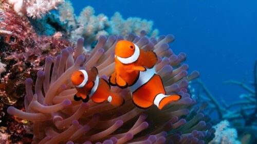 Sea, Reef, Coral, Fish, Sea Wallpapers Free Download