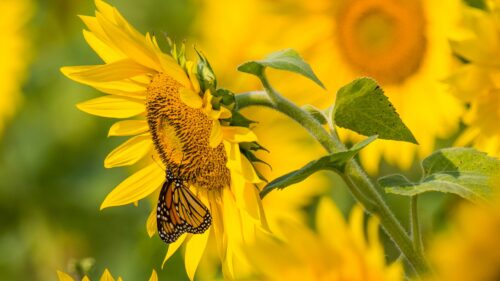 Sunflower, Butterfly, Yellow Wallpapers Free Download