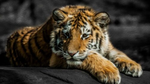 Tiger Cat, Predator, Down HD Wallpapers Free Download