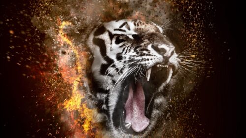 Tiger, Grin, Photoshop HD Wallpapers Free Download