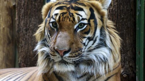 Tiger, Muzzle, Predator HD Wallpapers Free Download