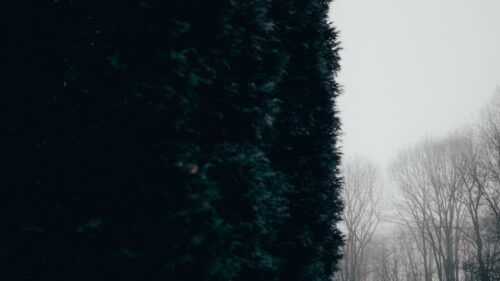 Trees, Arborvitae, Fog Wallpapers Free Download