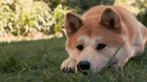 akita inu, Dog, Hachiko, Sad Wallpapers Free Download