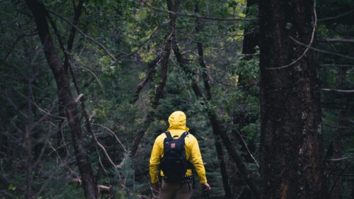 Hiker in Yellow Rain Jacket Walking Through Dark Forest 4K Wallpaper