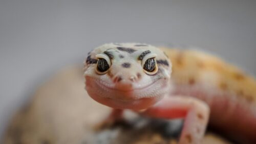 Macro Close-up of a Smiling Leopard Gecko 4K Wallpaper