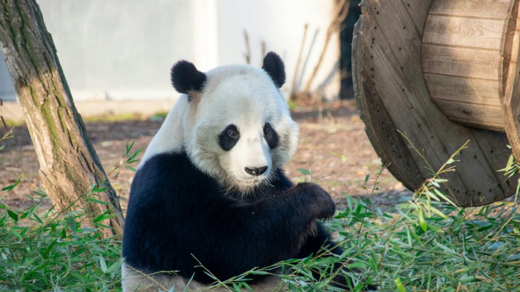 Previous