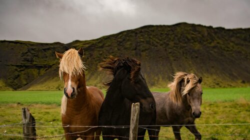 Three Icelandic Horses Standing in a Scenic Meadow Desktop Wallpaper