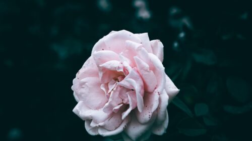 Soft Pale Pink Rose Blossom in Dark Moody Garden 4K Wallpaper