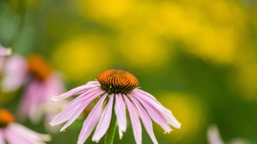 Beautiful Pink Coneflower Echinacea Bloom in Summer Garden 4K Wallpaper