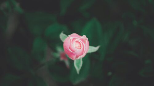 Beautiful Pink Rose Bud Minimalist Nature Desktop Wallpaper