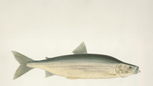 Vintage Scientific Illustration of a Silver Fish Desktop Wallpaper