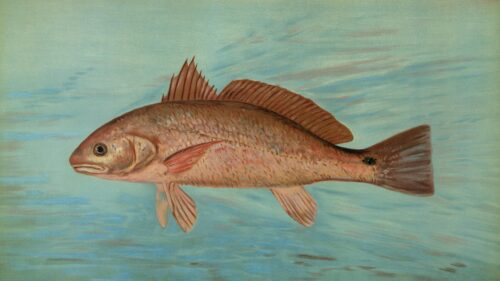 Vintage Red Drum Fish Illustration Art Desktop Wallpaper